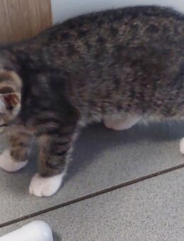 Süße Kätzchen zu verkaufen – 1 Katzen - Krefeld