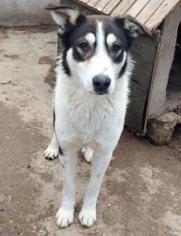 Taro - freundlich, sensibel, verträglich - Koblenz