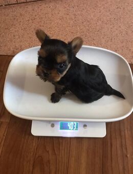 Yorkshire Terrier mini Welpen antialergiker - Altomünster