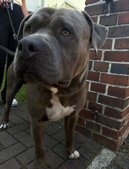 American Bully Xl Rüde - Wittenberge