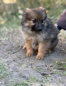 Wer hat ein Körbchen frei für Walter? - Heinsberg