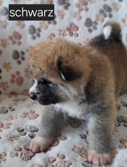 Akita Inu Welpen - Berlin Mitte