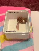 Männlich kornnatter in 44866