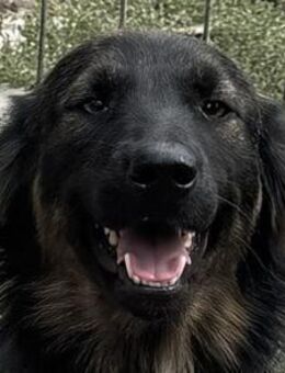 LARA-wunderschöne Hündin, 51 cm - Rösrath