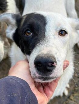 MICKY ~ ganz toller Junghund - Duisburg