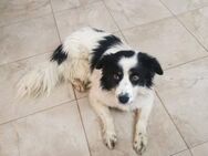 Niko möchte aus Rumänien raus - Blankenheim (Nordrhein-Westfalen)