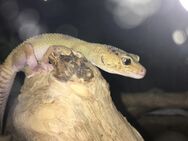 Leopard Gecko Weibchen - Osnabrück Zentrum