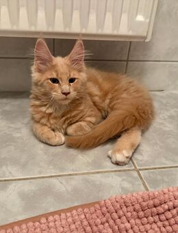 Maine coon katze - Neukirch (Lausitz)
