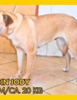 Jody sucht ihr zuhause - Margetshöchheim