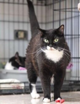 Katze Vyolet - als Einzelkatze - Bochum