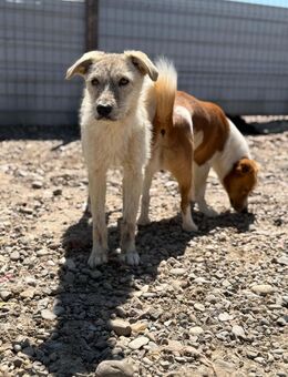 Topolina sucht einfühlsame Menschen - Celle