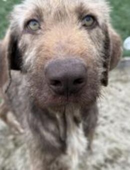 Wer schenkt der tollen Polli sein Herz? - München