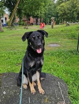 Kiba sucht aktive Menschen - Nordwalde