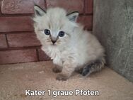 reinrassige Neva Masquarade Kitten - Rattelsdorf (Bayern)