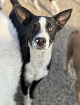 Beppo- ein absoluter Blickfang - Celle