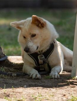 🆘 HERMES in 23847 sucht DRINGEND🆘 - München