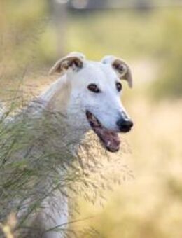 charmanter sportlicher Gimeno Galgo - Jade