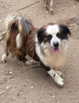 Giotto - ein kleine Knutschkugel - Grevenbroich