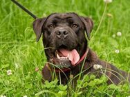 Cane Corso Dame Gina - Ellerbek