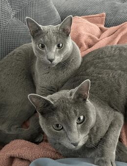 Russisch Blau Kater Amor & Aris - Wil SG