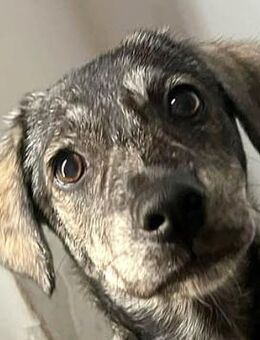 Ronja sucht dringend eine Endstelle - Dittelbrunn