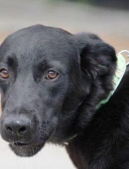 Klein Winnetou ist ein liebes Seelchen! - Karben