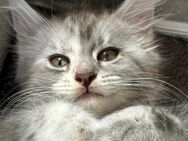 Reinrassige Maine Coon kitten in Blue Silber Tabby - Elsdorf (Nordrhein-Westfalen)