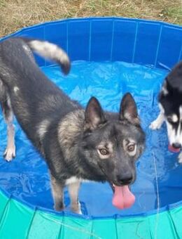 Tamaskan, Wolfshund, Husky - Ballenstedt