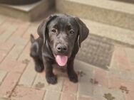 Labrador Mischling welpen - Genthin Zentrum