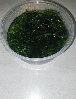 Javamoos - Schnaittenbach