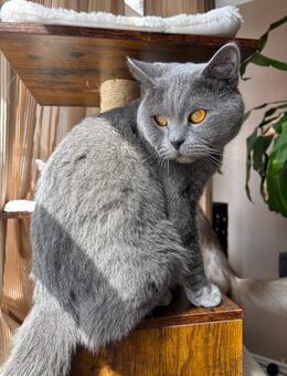 BKH/ Perser Katzenbabys zu verkaufen!! - Peine