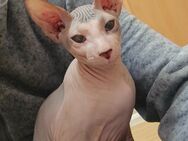 Sphynx Männlich - Berlin Marzahn-Hellersdorf