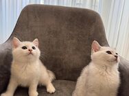 Bkh Kitten - Castrop-Rauxel