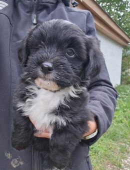 Bereit für unbeschwertes Leben - Edda - Chemnitz