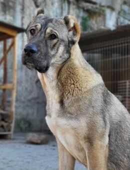 LILY💖HSH-Mix-Hündin & Herzensbrecherin! - Hamburg