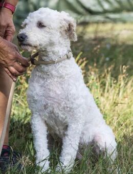 Panka SI weiße Wuschel-Maus sucht lieb - Neustadt (Rübenberge)