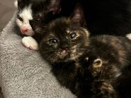 Süße BKH Kitten abzugeben! - Duisburg