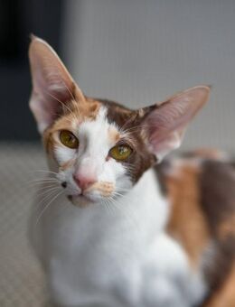 THAIMAHAL LA PINTA, aka "Olivia" gefleckte OKH mit Ihrem Kitten suchen Dich! - Raunheim