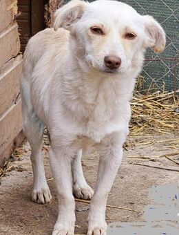 Kleine Prinzessin *ANNA* sucht Familie - Overath