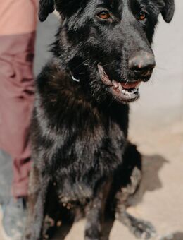 Kluge Liv - Stuttgart