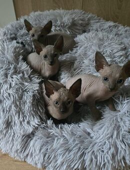 Kanadische Sphynx Kitten zu verkaufen - Erbendorf