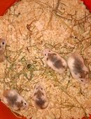 Roborowski Zwerghamster in 49143