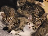 Babykatzen/Kitten - Kolbermoor