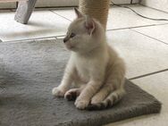 Snow Seal Lynx Bengal Kitten Reinrassig - Werther (Westfalen)