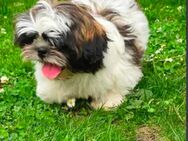 Shih Tzu Rüde - zuckersüß - Shihtzu - Laatzen