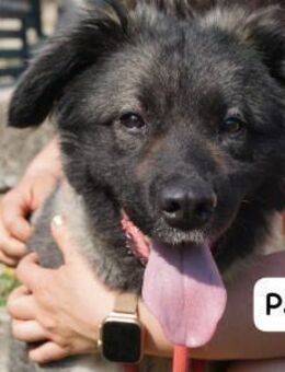 Papa Ein Held, so weich wie ... - Kissing