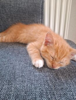 Katze - Dornstetten Zentrum