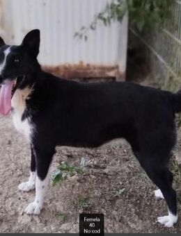 Susa - aktive Menschen gesucht - Dreikirchen