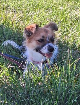 STELLA sucht ihr Glück - Ludwigshafen (Rhein)