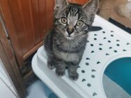 Kätzchen suchen neues Zuhause 🥰 - Schwabmünchen